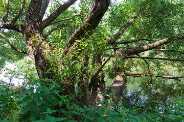 Beautiful wild summer Landscape around River Sazava from the central Czech 