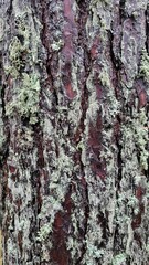 Mossy tree trunk texture