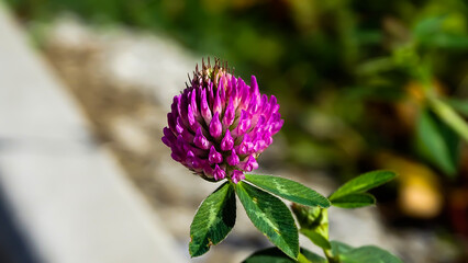 A nice beautiful closeup macro photograph of a purple flower.