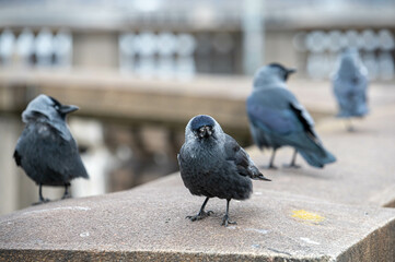 Vogel in der Stadt