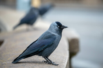 Vogel in der Stadt