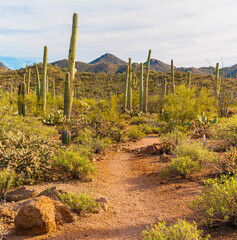 Fototapeta na wymiar Saguaro Cactus Along the Wild Dog Trail, Saguaro National Park, Tucson, USA