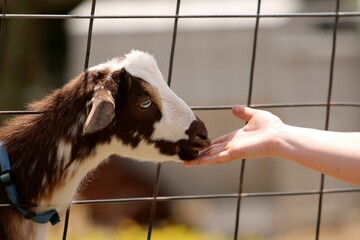 Close-up shot of a person feeding a small goat.