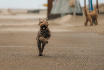 Young, brown Labradoodle dog running across the sandy beach