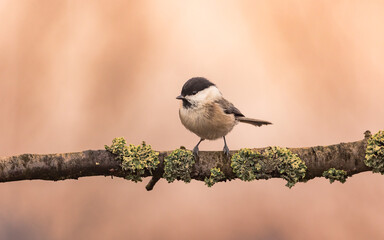Sikora uboga Poecile palustris © Sawomir
