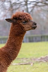 Obraz premium Portrait of an adorable llama with a defocused background