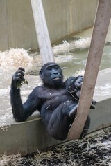Curious monkey perched on a swing in a zoo habitat