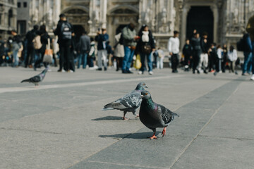 Pigeons in the square in front Duomo di Milano, Cathedral in Milan, Lombardy, Italy.