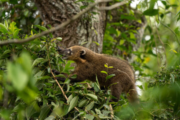 South American coati in Iguazú National Park.  Coati is feeding in the forest. South American mammal with long snout. 