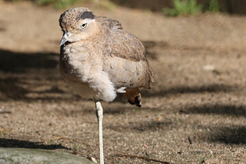 Bush Stone Curlew in Queensland Australia