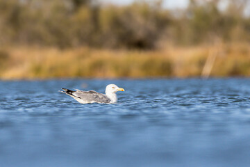 European Herring Gull at the Canet-en-Roussillon pond