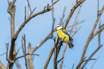 Eurasian Blue Tit perched on a tree branch
