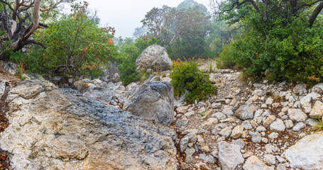 Low Clouds on Fall Color in Dry Creek, Smith Springs Trail, Guadalupe Mountains National Park, Texas, USA