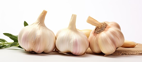 A complete bulb of garlic and two individual cloves displayed alone on a white backdrop