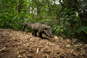 Naklejka premium South American coati in Iguazú National Park. Coati is feeding in the forest. South American mammal with long snout. 