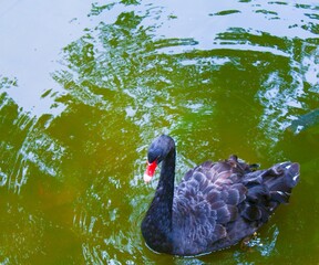 black swan on the lake