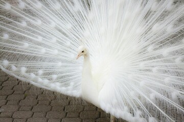 Obraz premium Closeup of a white peacock displaying its beautiful feathers.