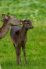 Two deer standing in a lush green grass field on a sunny day