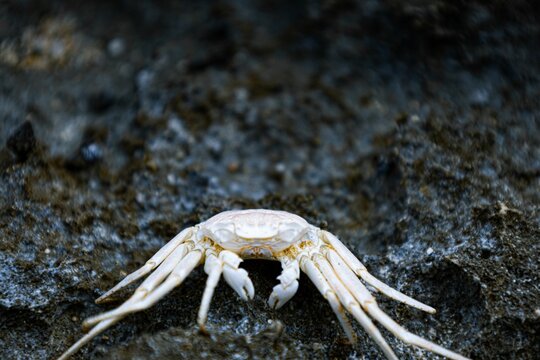 White calling crab perched on grey-hued rocks near the sea
