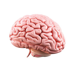 brain isolated on transparent background, png