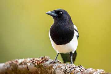 A European Magpie in the wild