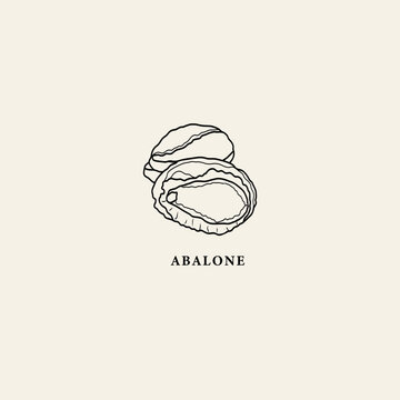 Line art abalone illustration. Seafood drawing