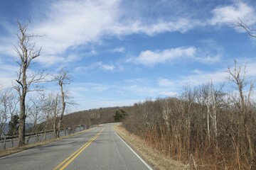 Tranquil scene featuring an empty road leading to a lush forest, with no cars in sight.