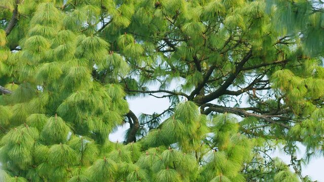 Tropical Eastern White Pine Trees. Pinus Wallichiana. Pinus Armandii Franch. Still.