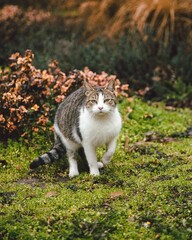 Stray cat with green eyes in the street