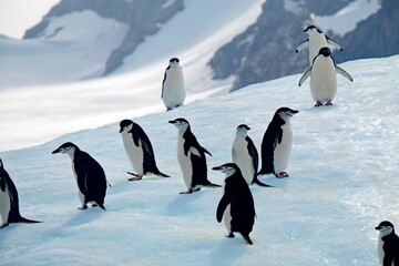 a group of penguins that are walking on a snowy hill