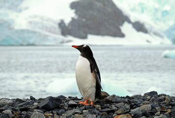 Obraz premium Single Gentoo penguin perched atop a rocky outcrop along the edge of an icy shoreline