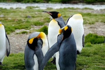 Fototapeta premium Group of king penguins standing in the lush green grass, huddled together in a tight formation