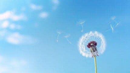 Fototapeta premium Delicate Dandelion Seeds Blowing in the Wind Against a Bright Blue Sky