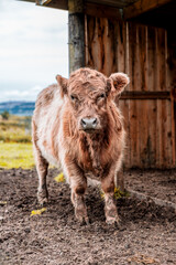 Fototapeta premium Portait of a belted galloway and highland cattle cross-bred calf stood outside near a wooden shed