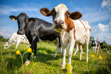 Troupeau de vache laiti&egrave;re au milieu des champs et de la campagne fleurie.
