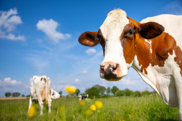 Fototapeta na wymiar Troupeau de vache laitière au milieu des champs et de la campagne fleurie.