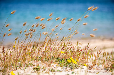 Paysage dans les dunes et le vent en bord de mer sur la plage et le sable.