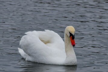The mute swan (Cygnus olor), an adult bird with a red beak swims in the sea