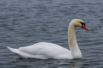 Obraz premium The mute swan (Cygnus olor), an adult bird with a red beak swims in the sea