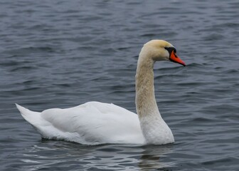 The mute swan (Cygnus olor), an adult bird with a red beak swims in the sea