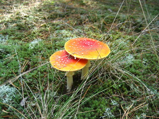two poisonous mushrooms grow in the forest