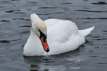 Obraz premium The mute swan (Cygnus olor), an adult bird with a red beak swims in the sea