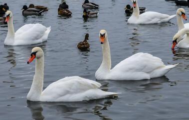 Naklejka premium The mute swan (Cygnus olor), an adult bird with a red beak swims in the sea