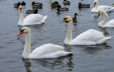 The mute swan (Cygnus olor), an adult bird with a red beak swims in the sea