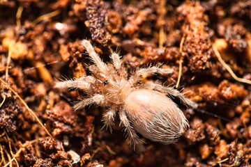 Macro shot of a tarantula  perched on a bed of dried foliage and weeds