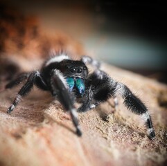 Macro shot of details on a fuzzy black jumping spider