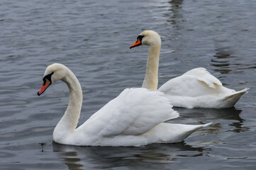 The mute swan (Cygnus olor), an adult bird with a red beak swims in the sea