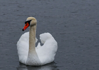 The mute swan (Cygnus olor), an adult bird with a red beak swims in the sea