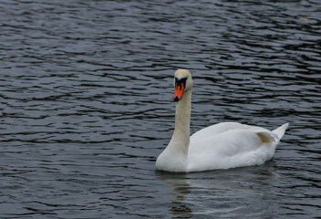 The mute swan (Cygnus olor), an adult bird with a red beak swims in the sea