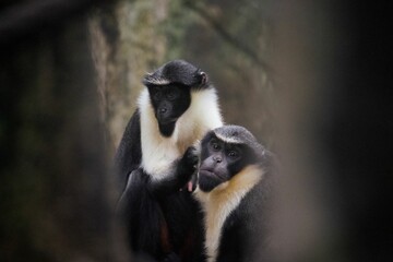 Obraz premium a black and white monkey and a baby monkey stand near each other